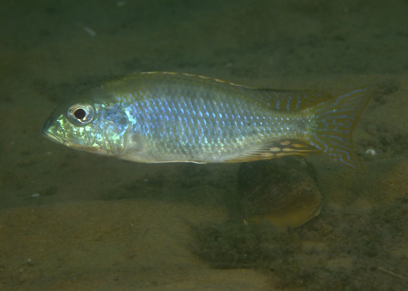 Tramitichromis sp. 'chembe shallow' Chembe Beach